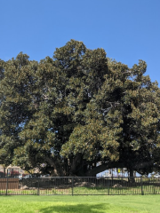 Moreton Bay Fig Tree