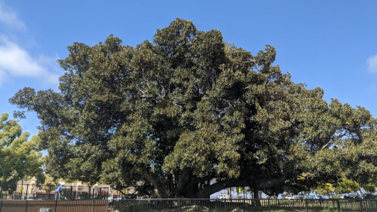 Moreton Bay Fig Tree