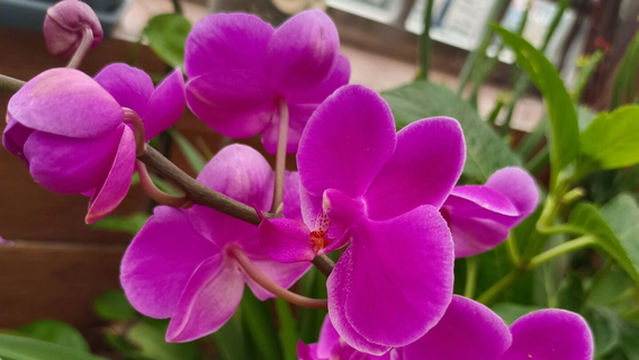 Southern Crape Myrtle Garden