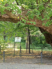 450-year old linden tree