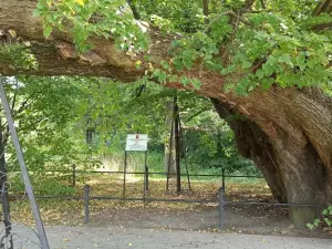 450-year old linden tree