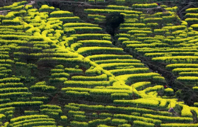 Terraced Fields Viewing in Shangrao