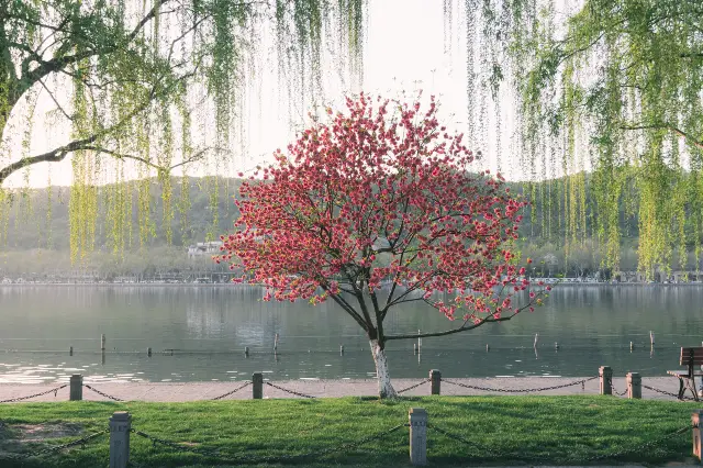 Peach Blossom Viewing in Hangzhou