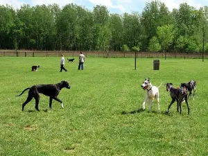 Green Valley Dog Park