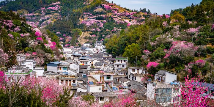 Flower-selling Fish-shaped Village