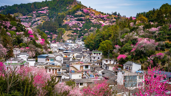 Flower-selling Fish-shaped Village