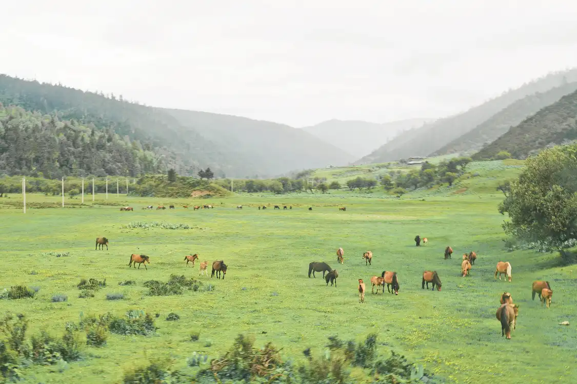 샹그릴라 대초원 주변 호텔