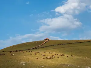 Aktas Grassland