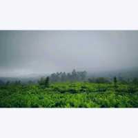 Ciater Tea Garden