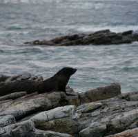 Kaikoura