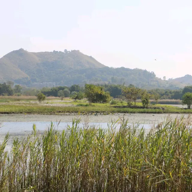 Hong Kong Wetland Park