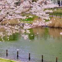 旧中川の桜並木
