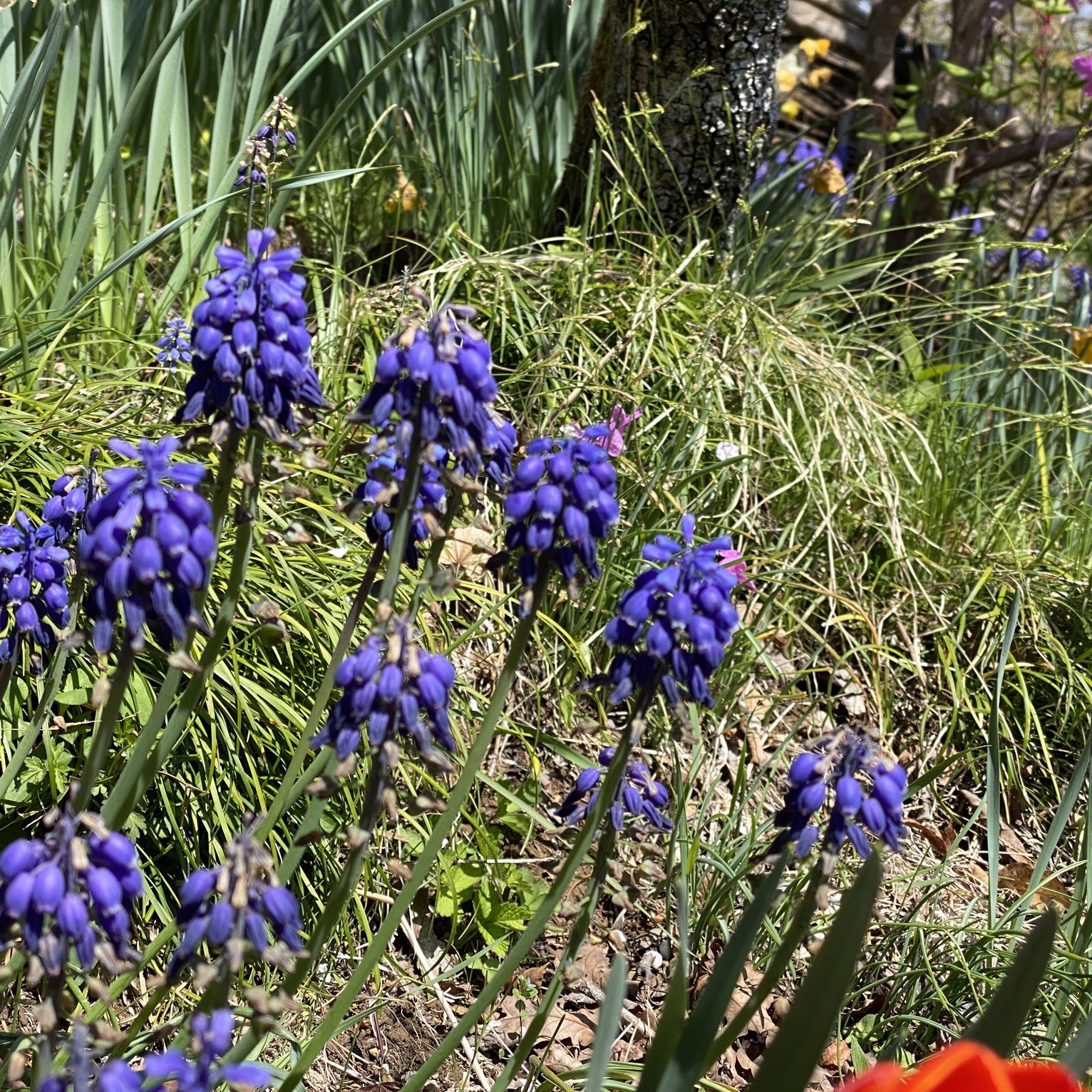 藤の花の有栖川宮宮記念公園 Trip Com 東京の旅のブログ