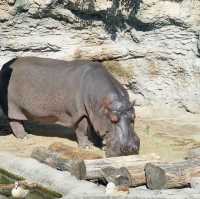 大阪親子遊 必去動物園 