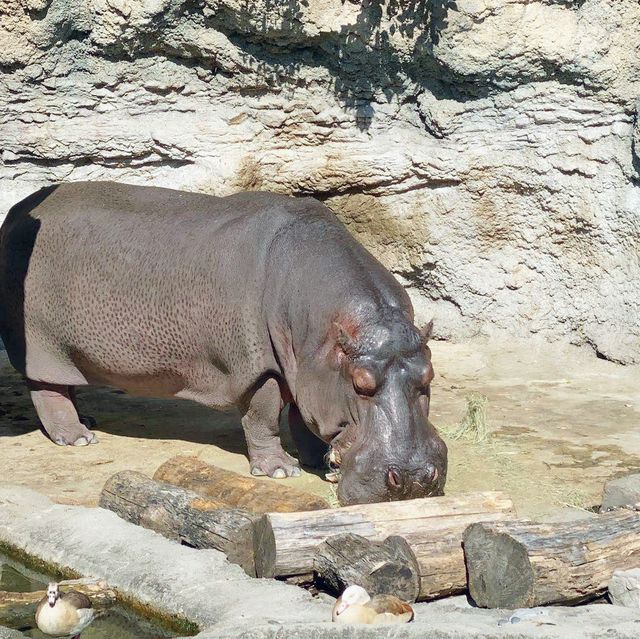 大阪親子遊 必去動物園 