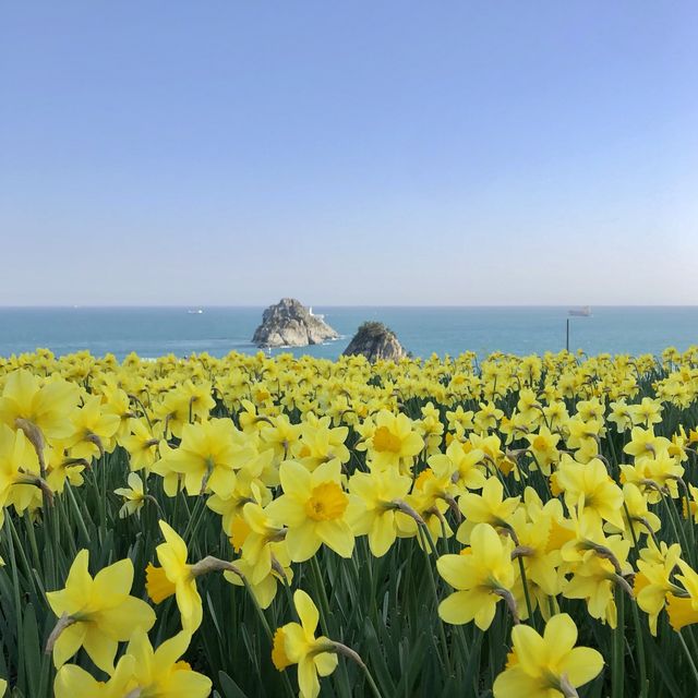 오륙도 수선화