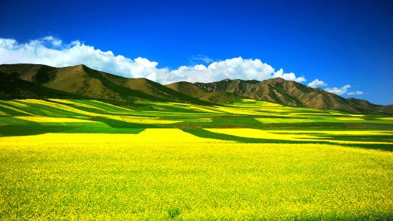 Menyuan Rapeseed Flower Field