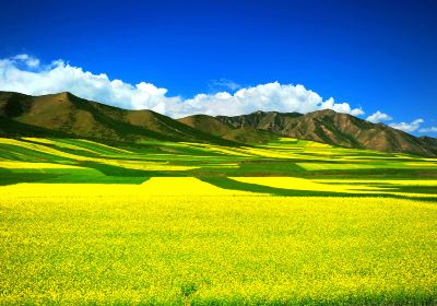 Menyuan Rapeseed Flower Field