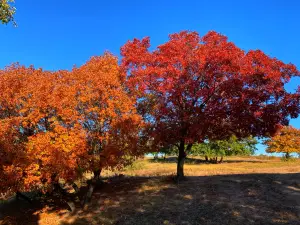 Wudantalawujiaofeng Forest Park