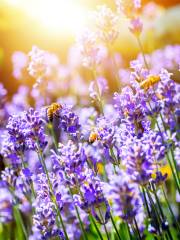 Lavender Garden, Xuelang Moutain