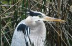 Clark County Wetlands Park