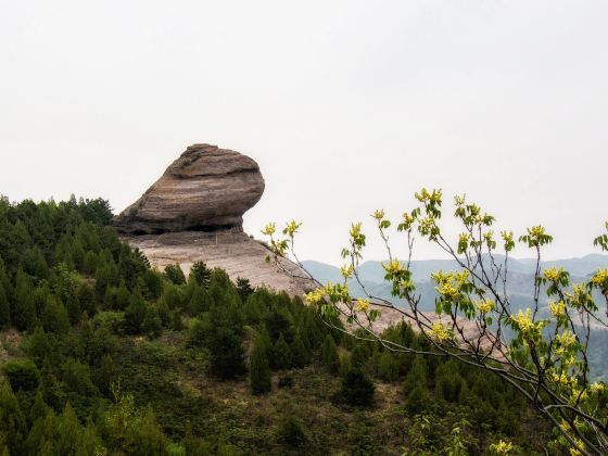 Toad Stone