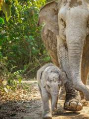 Pattaya elephant jungle sanctuary