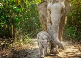 芭提雅大象叢林保護區