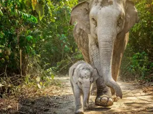 芭提雅大象叢林保護區