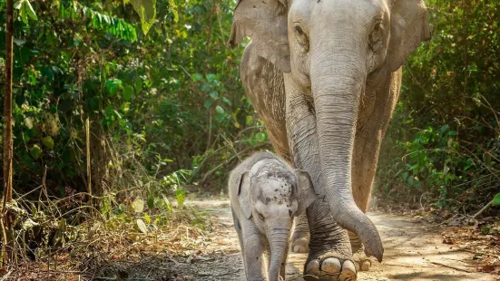 Pattaya elephant jungle sanctuary