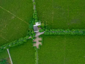 Yiyuan Organic Farm