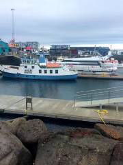 Whale Watching Reykjavík