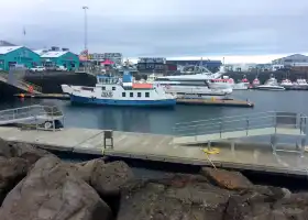 Whale Watching Reykjavík