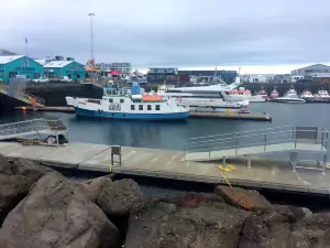 Whale Watching Reykjavík
