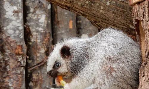 La Ménagerie, le zoo du Jardin des Plantes