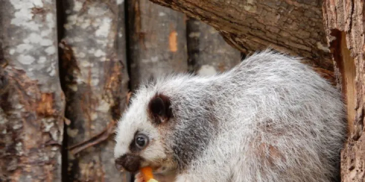 植物園附屬動物園