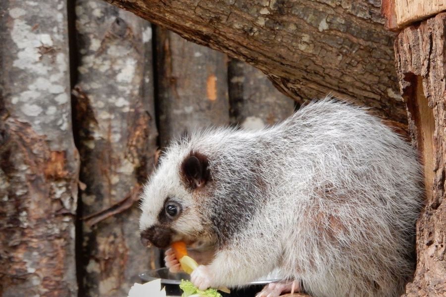 植物園附屬動物園