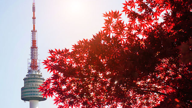 Maple Leaf Viewing in Seoul
