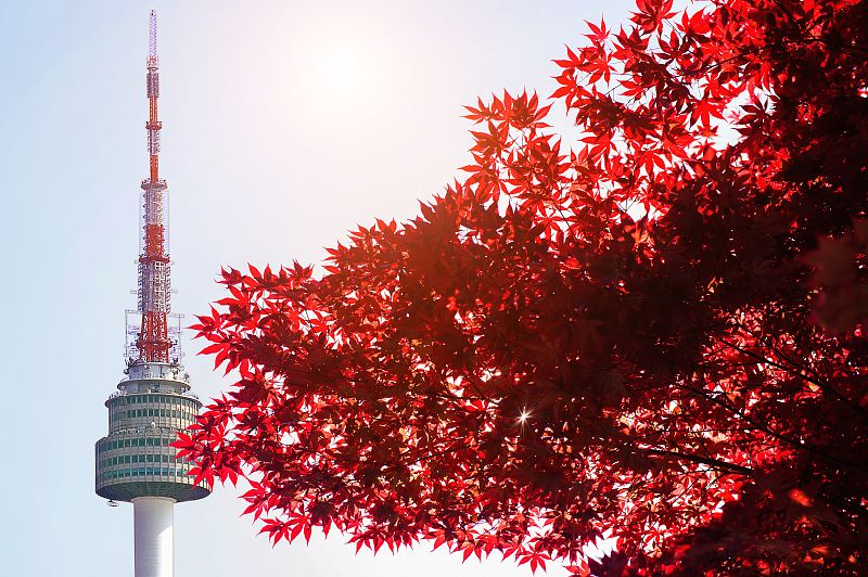 Maple Leaf Viewing in Seoul