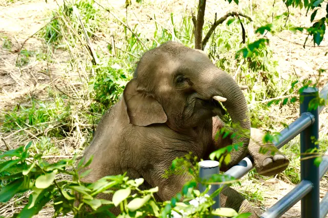 Elephant Interactions in Xishuangbanna