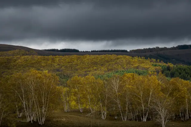 Birch Forest Viewing in Ulanqab