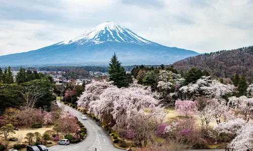 Yamanashi Cherry Blossom Appreciation
