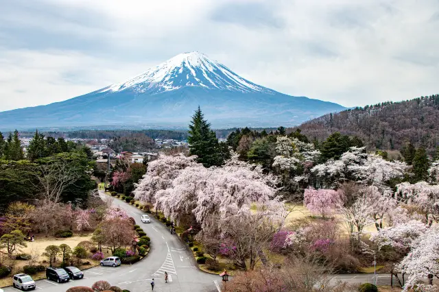 Yamanashi Cherry Blossom Appreciation