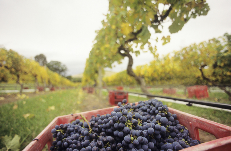 Yarra Valley & Dandenongs Ranges