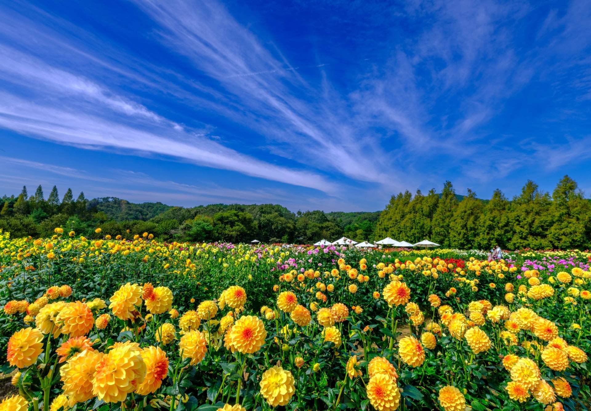 Sera Kogen Dahlia and Chrysanthemum Festival | Sera