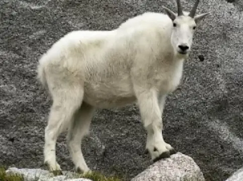 アーネム | Kanye West コンサート