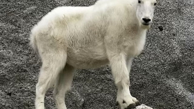 Arnhem | Kanye West Concert