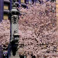 日本橋の見事な桜