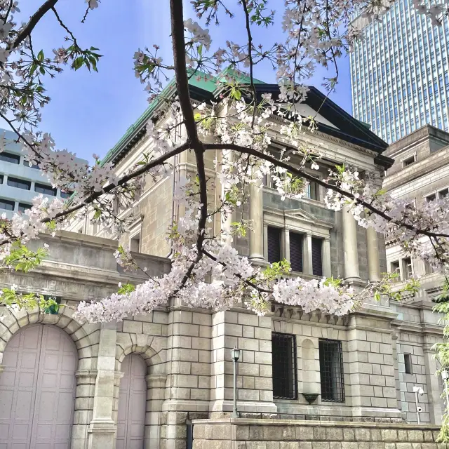 日本銀行本店前の桜