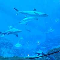 S.E.A Aquarium (>100,000 marine animals)